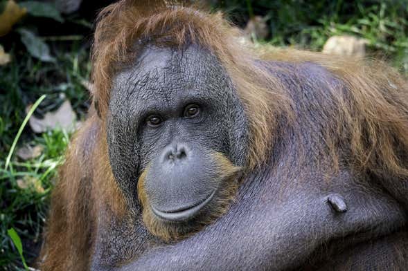 Billet pour le Zoo de Barcelone