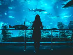 Poissons de l'aquarium