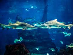 Requins de l'aquarium