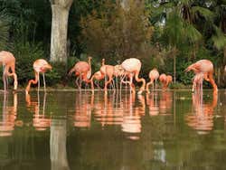 Zoo de Barcelone, Flamands roses