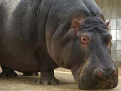 Zoo de Barcelone, hippopotame