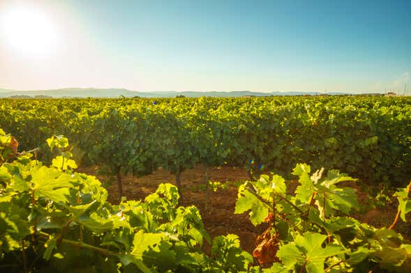 Visite des vignobles du Penedès en 4x4